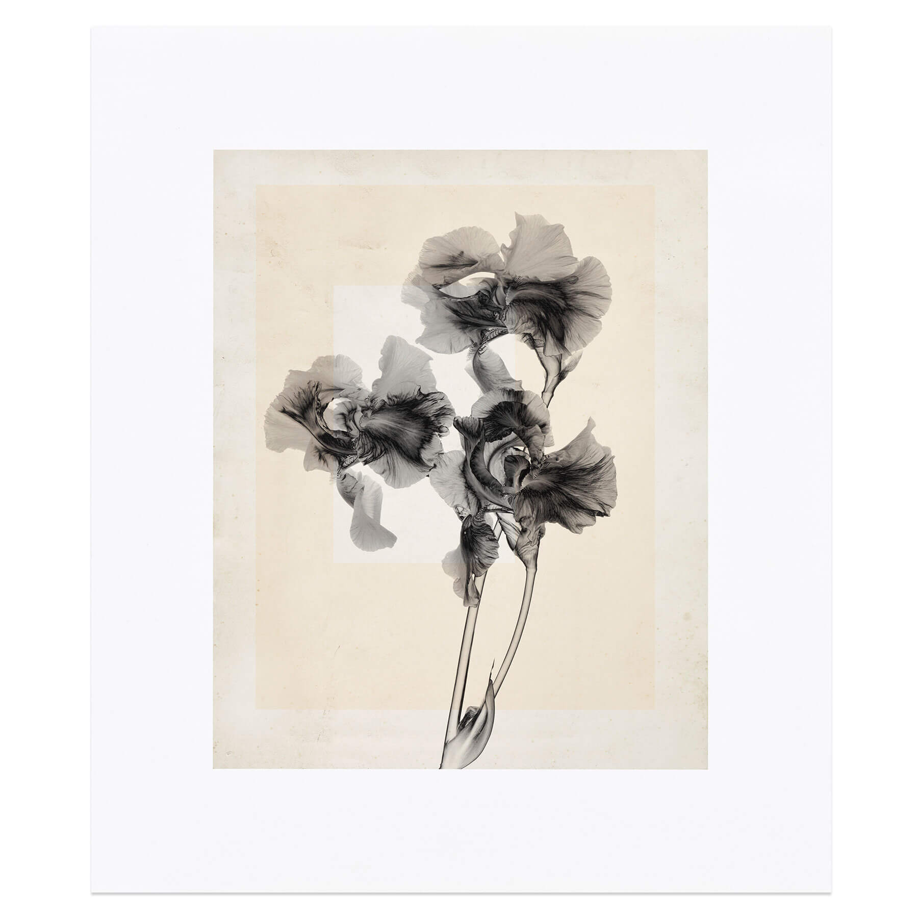 Thomas Ruff | flower.s_10